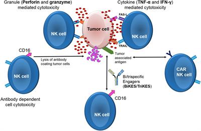 Chimeric Antigen Receptor Expressing Natural Killer Cells for the Immunotherapy of Cancer